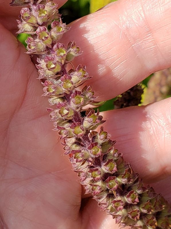 Da Vancouver (Canada): cv di Teucrium hircanicum (Lamiaceae)